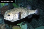 diodon holocanthus diodon holocanthus