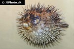 diodon holocanthus diodon holocanthus