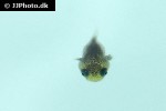 diodon holocanthus diodon holocanthus