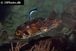 diodon holocanthus diodon holocanthus