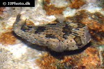 diodon holocanthus diodon holocanthus