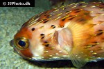 diodon holocanthus diodon holocanthus