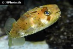 diodon holocanthus diodon holocanthus