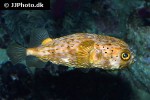 diodon holocanthus diodon holocanthus