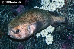 diodon holocanthus diodon holocanthus
