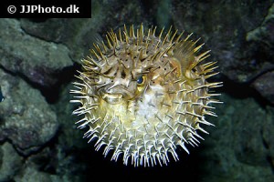 Porcupinefish