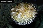 diodon holocanthus diodon holocanthus