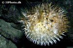 diodon holocanthus diodon holocanthus