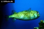 diodon hystrix diodon hystrix