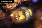 diodon hystrix diodon hystrix