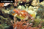 diodon hystrix diodon hystrix