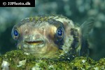 diodon hystrix diodon hystrix