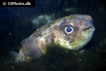diodon hystrix diodon hystrix