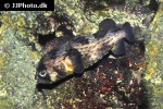 diodon hystrix diodon hystrix