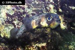 diodon hystrix diodon hystrix