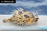 diodon hystrix diodon hystrix