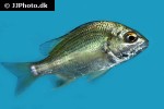 acanthopagrus berda acanthopagrus berda