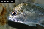 acanthopagrus berda acanthopagrus berda