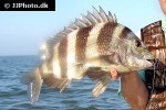 archosargus probatocephalus archosargus probatocephalus