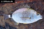 diplodus annularis diplodus annularis
