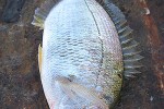 diplodus annularis diplodus annularis