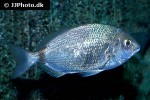 diplodus annularis diplodus annularis