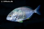 diplodus annularis diplodus annularis