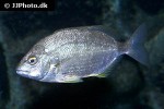 diplodus annularis diplodus annularis