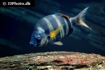 diplodus cervinus diplodus cervinus