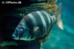 diplodus cervinus diplodus cervinus