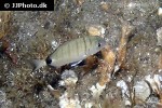 diplodus puntazzo diplodus puntazzo