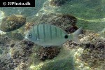 diplodus puntazzo diplodus puntazzo