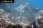 diplodus puntazzo diplodus puntazzo