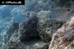 diplodus puntazzo diplodus puntazzo
