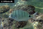 diplodus puntazzo diplodus puntazzo