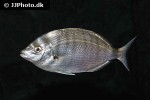 diplodus sargus cadenati diplodus sargus cadenati