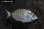 diplodus sargus cadenati diplodus sargus cadenati