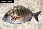diplodus sargus sargus diplodus sargus sargus