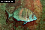 diplodus sargus sargus diplodus sargus sargus