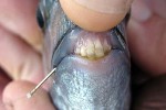 diplodus sargus sargus diplodus sargus sargus