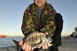 diplodus sargus sargus diplodus sargus sargus