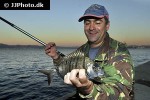 diplodus sargus sargus diplodus sargus sargus