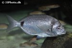 diplodus vulgaris diplodus vulgaris