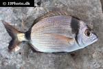 diplodus vulgaris diplodus vulgaris