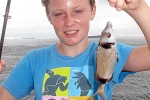 diplodus vulgaris diplodus vulgaris