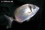 diplodus vulgaris diplodus vulgaris