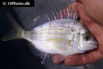 lagodon rhomboides lagodon rhomboides