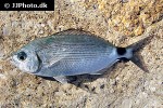 oblada melanura oblada melanura