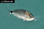 oblada melanura oblada melanura