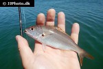 pagellus acarne pagellus acarne